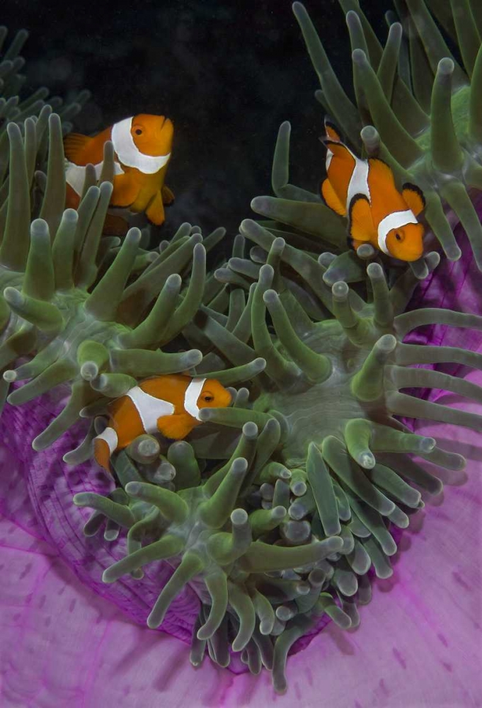 Indonesia Three clownfish swim among anemone art print by Jones Shimlock for $57.95 CAD