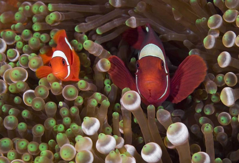 Two Clownfish among anemone tentacles, Indonesia art print by Jones Shimlock for $57.95 CAD