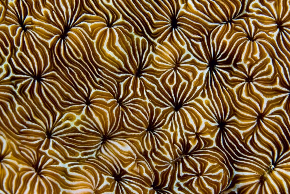 Abstract of hard coral, Raja Ampat, Indonesia art print by Jones Shimlock for $57.95 CAD
