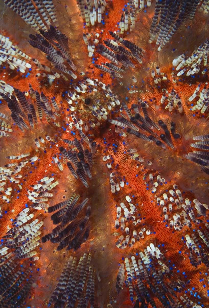 Indonesia, Raja Ampat Overview of sea urchin art print by Jones Shimlock for $57.95 CAD