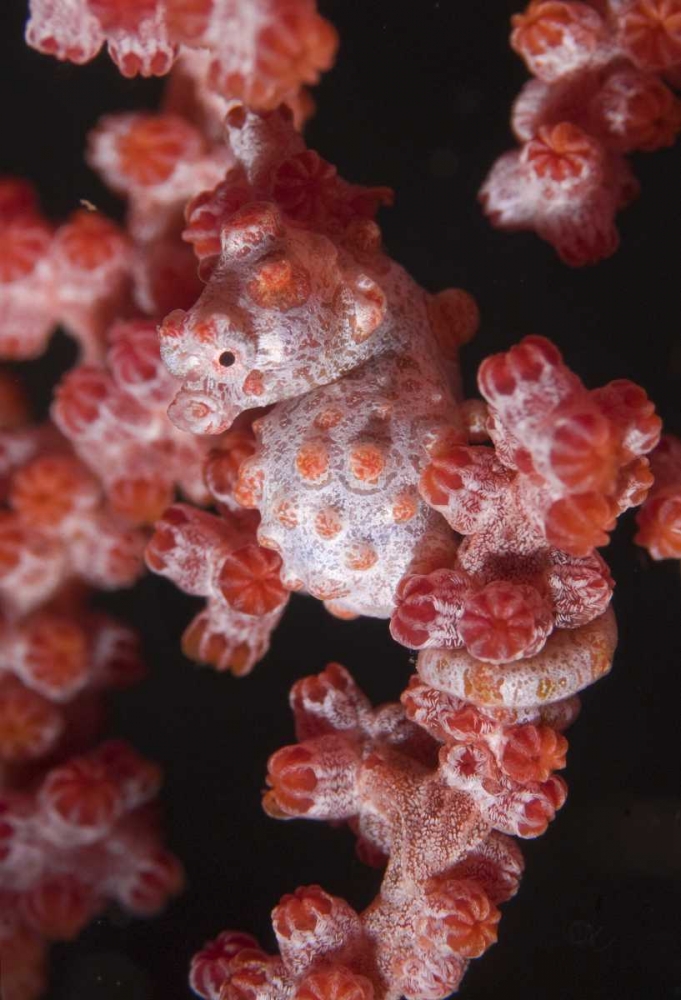 Indonesia A pygmy seahorse camouflage on coral art print by Jones Shimlock for $57.95 CAD