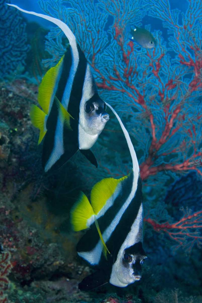 Indonesia Longfin bannerfish by sea fan coral art print by Jones Shimlock for $57.95 CAD