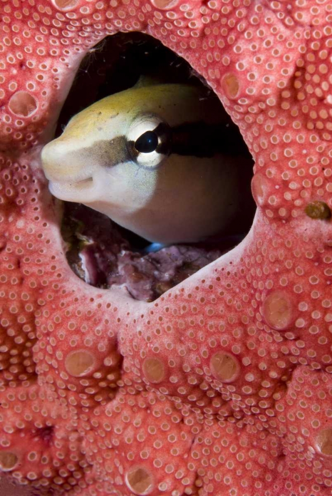 Lance blenny fish in a hole in coral, Indonesia art print by Jones Shimlock for $57.95 CAD