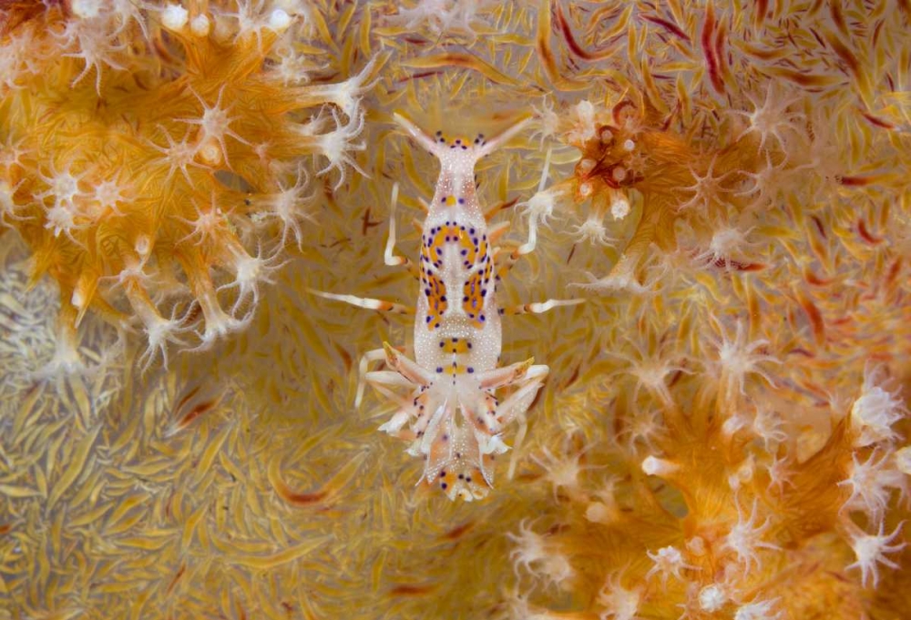 Indonesia Tiger shrimp and soft corals art print by Jones Shimlock for $57.95 CAD