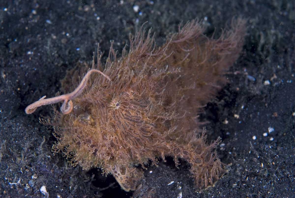 Indonesia, A hairy frogfish using its lure art print by Jones Shimlock for $57.95 CAD
