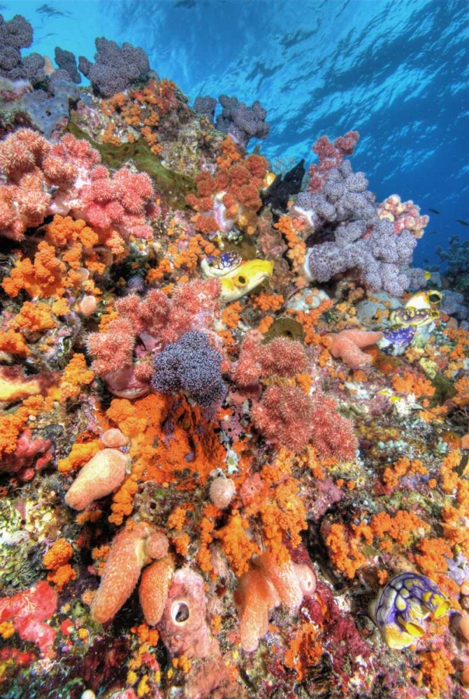 Indonesia, Papua Vibrant coral Reef Scenic art print by Jones Shimlock for $57.95 CAD