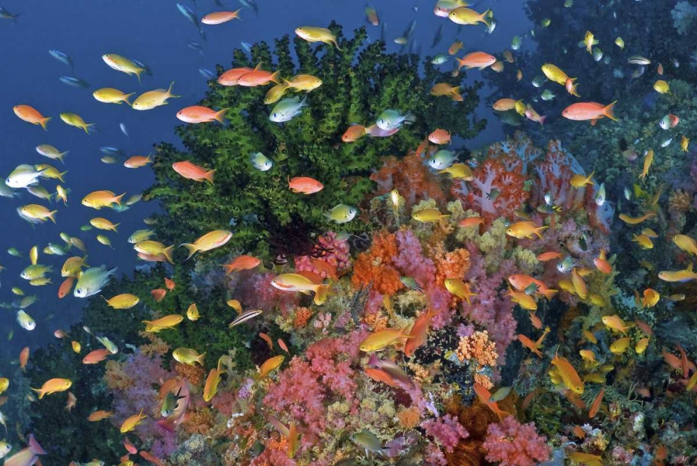 Reef scenic, Triton Bay, Papua, Indonesia art print by Jones Shimlock for $57.95 CAD