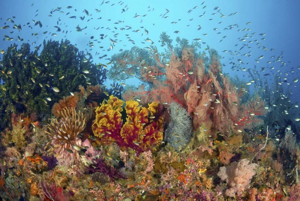 Diverse reef life, Misool, Raja Ampat, Indonesia art print by Jones Shimlock for $57.95 CAD