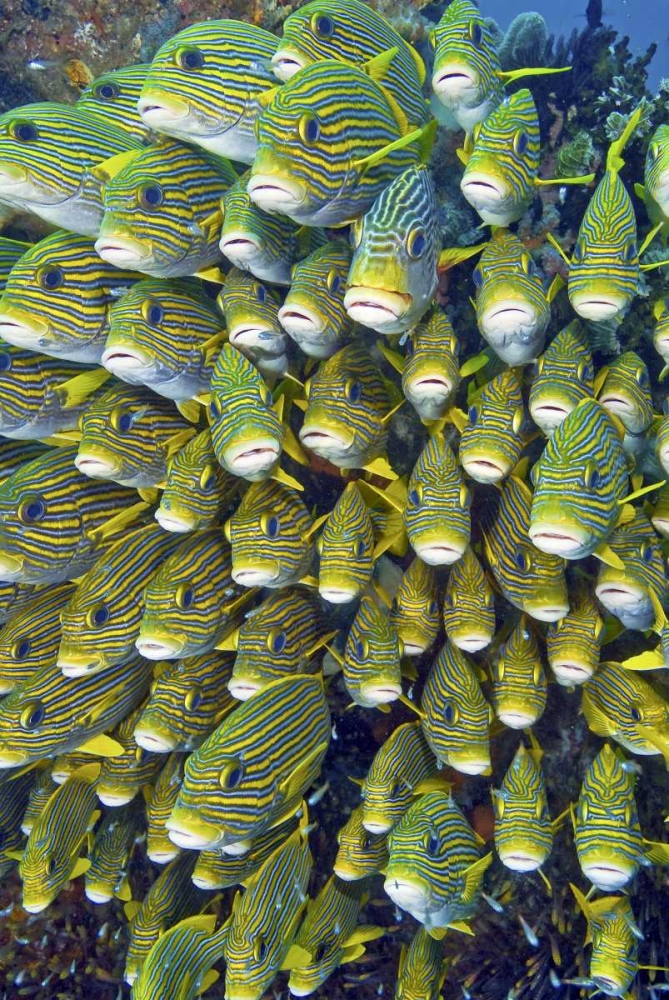 Sweetlip fish, Raja Ampat, Papua, Indonesia art print by Jones Shimlock for $57.95 CAD