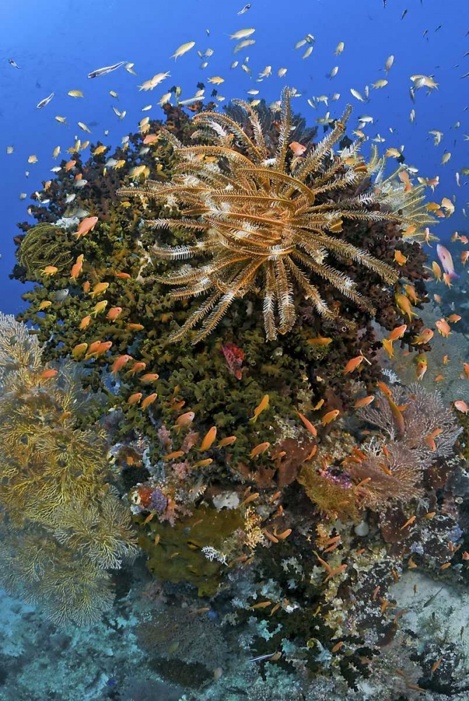 Feather star atop reef outcrop, Papua, Indonesia art print by Jones Shimlock for $57.95 CAD