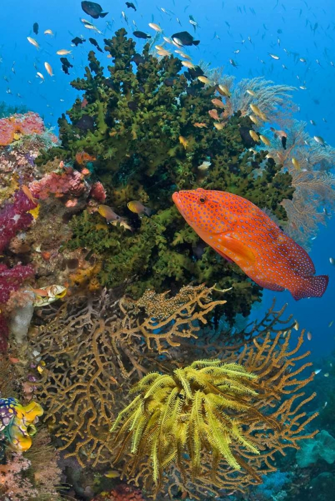 Coral trout swims past reef, Papua, Indonesia art print by Jones Shimlock for $57.95 CAD