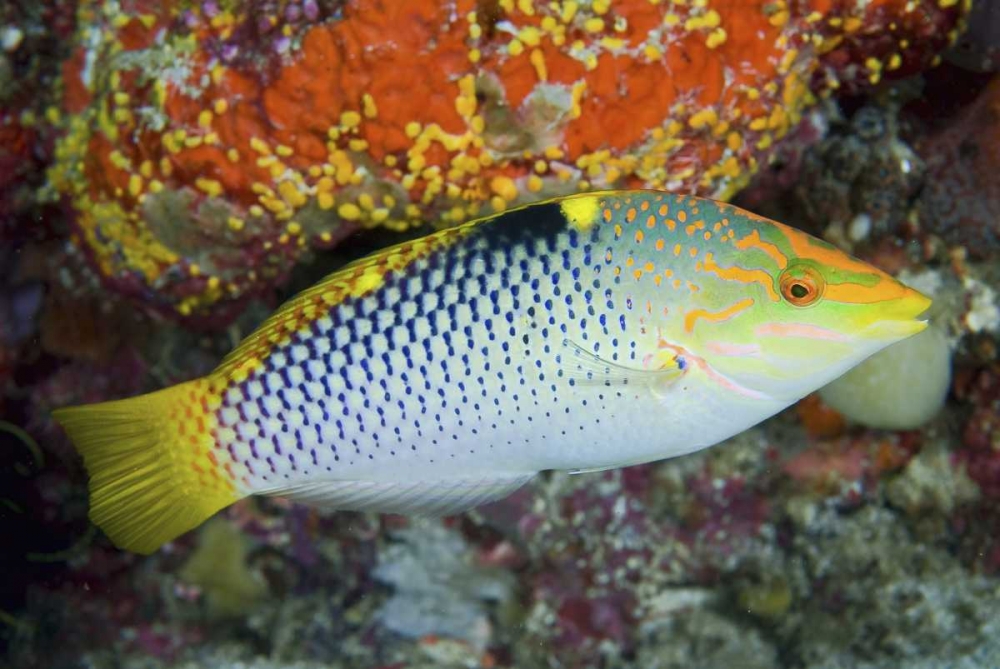 Colorful wrasse, Raja Ampat, Papua, Indonesia art print by Jones Shimlock for $57.95 CAD