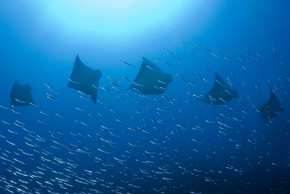 Five rays swim past baitfish, Papua, Indonesia art print by Jones Shimlock for $57.95 CAD