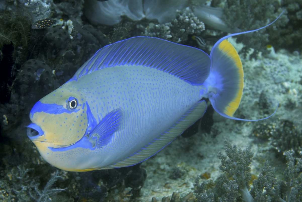 Surgeonfish, Irian Jaya, West Papua, Indonesia art print by Jones Shimlock for $57.95 CAD