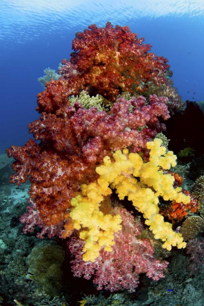 Corals on reef, Irian Jaya, West Papua, Indonesia art print by Jones Shimlock for $57.95 CAD