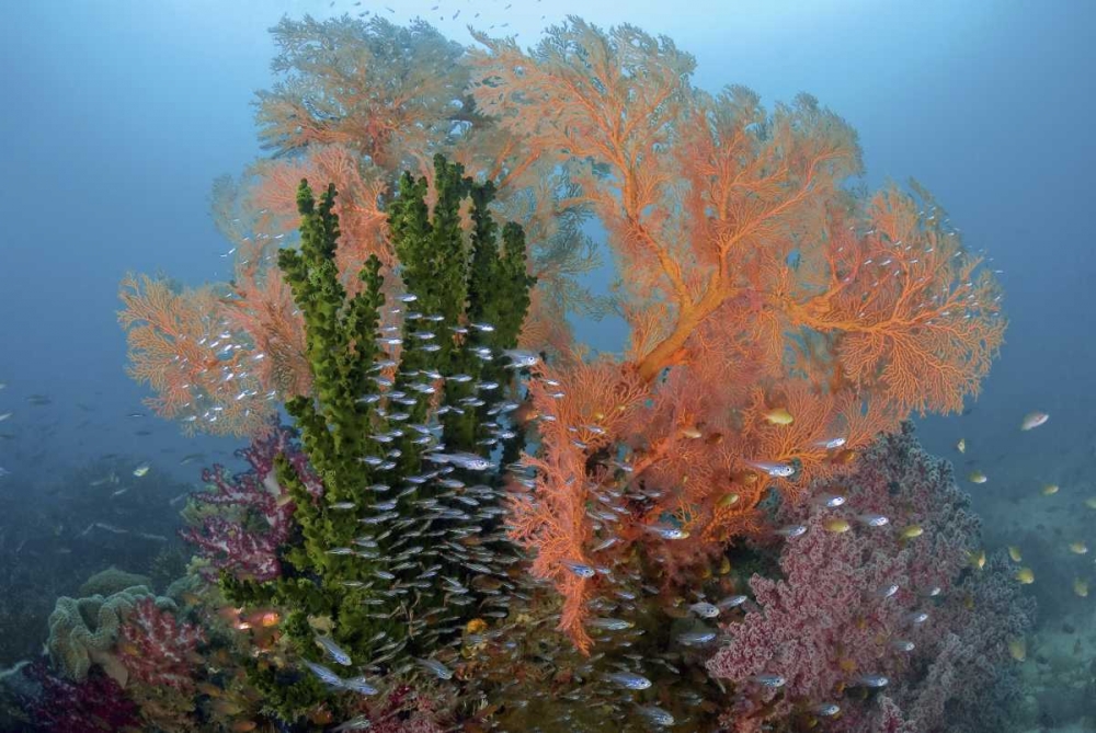 Reef scenics, Irian Jaya, West Papua, Indonesia art print by Jones Shimlock for $57.95 CAD
