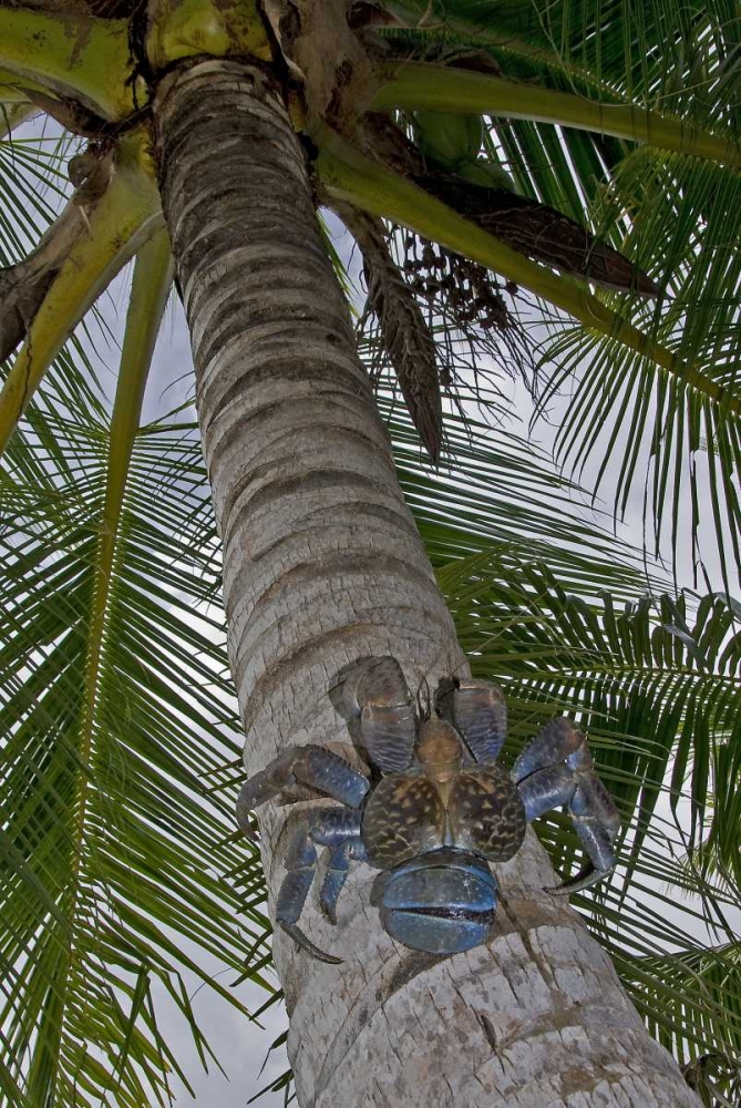 Indonesia, Papua Coconut crab climbs palm tree art print by Jones Shimlock for $57.95 CAD