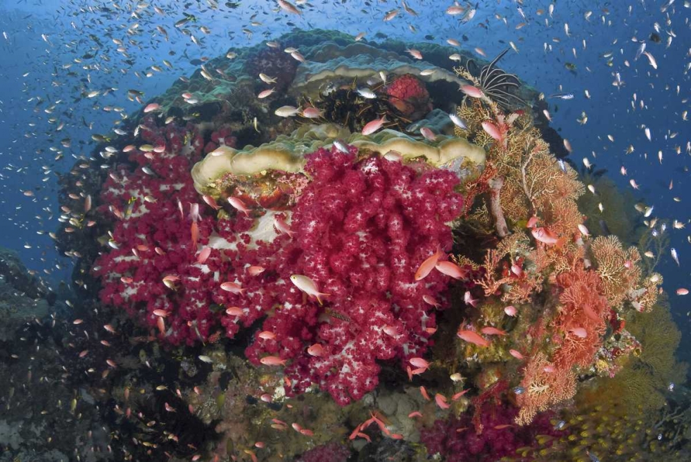 Indonesia, Papua, Raja Ampat Corals on reef art print by Jones Shimlock for $57.95 CAD