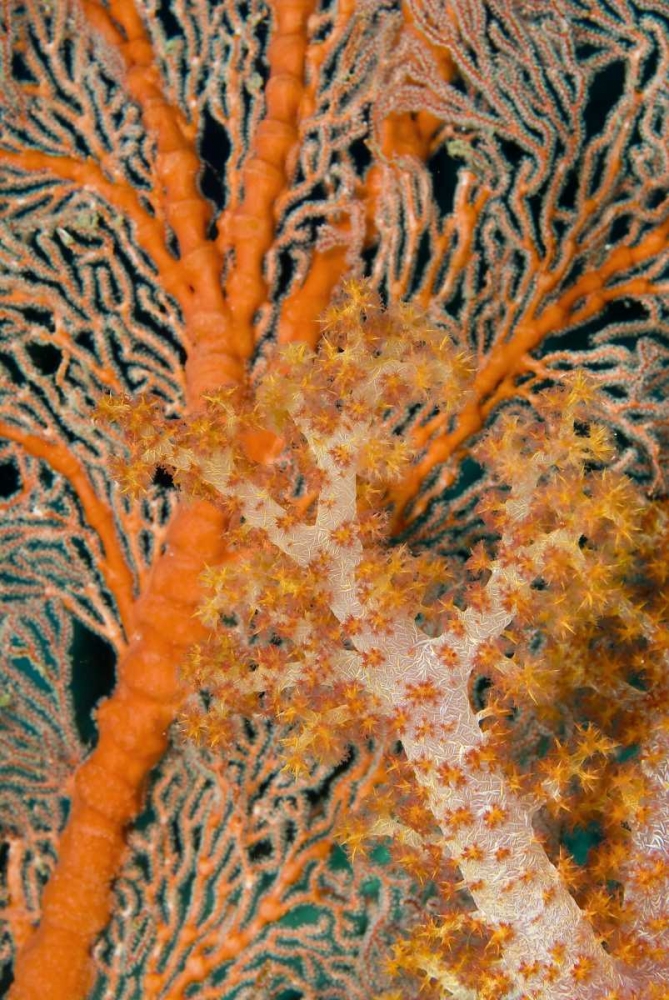 Indonesia, Papua Orange sea fan under tree coral art print by Jones Shimlock for $57.95 CAD