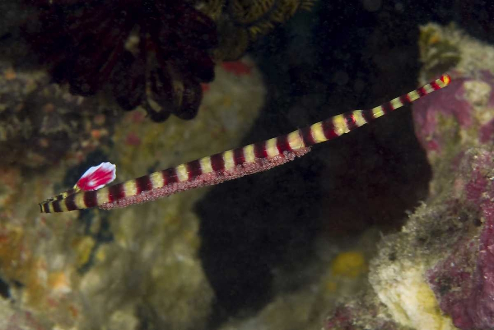 Indonesia, Papua Male pipefish with eggs art print by Jones Shimlock for $57.95 CAD
