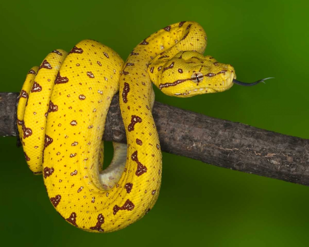Indonesia Close-up of juvenile green tree python art print by Dennis Flaherty for $57.95 CAD