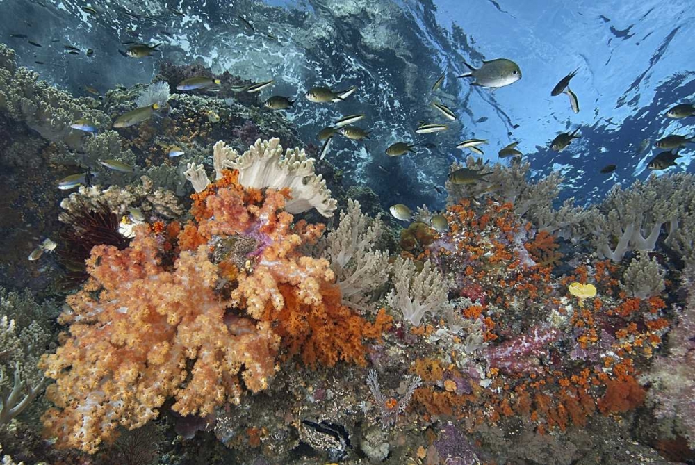 Indonesia, Raja Ampat Underwater fish and coral art print by Jones Shimlock for $57.95 CAD