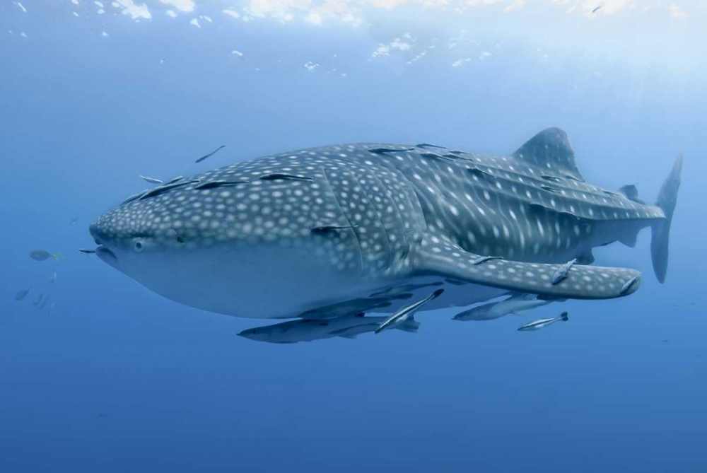 Indonesia, Papua Whale shark and remoras art print by Jones Shimlock for $57.95 CAD