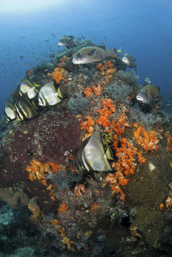 Indonesia, Komodo NP, Fish swim around coral art print by Jones Shimlock for $57.95 CAD