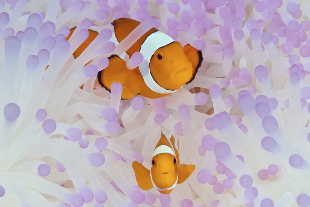 Indonesia, Papua Anemonefish in an anemone art print by Jones Shimlock for $57.95 CAD