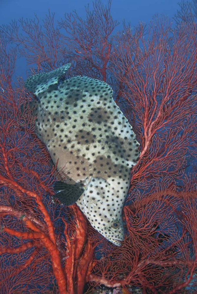 Indonesia, Raja Ampat Underwater fish and coral art print by Jones Shimlock for $57.95 CAD