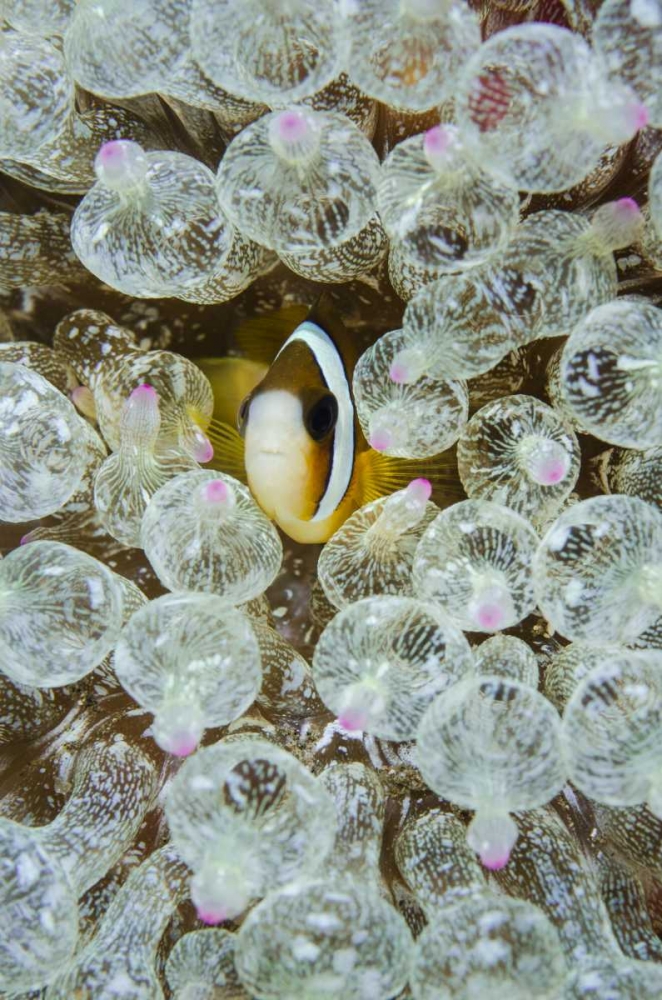 Indonesia, Anemonefish seeks protection art print by Jones Shimlock for $57.95 CAD