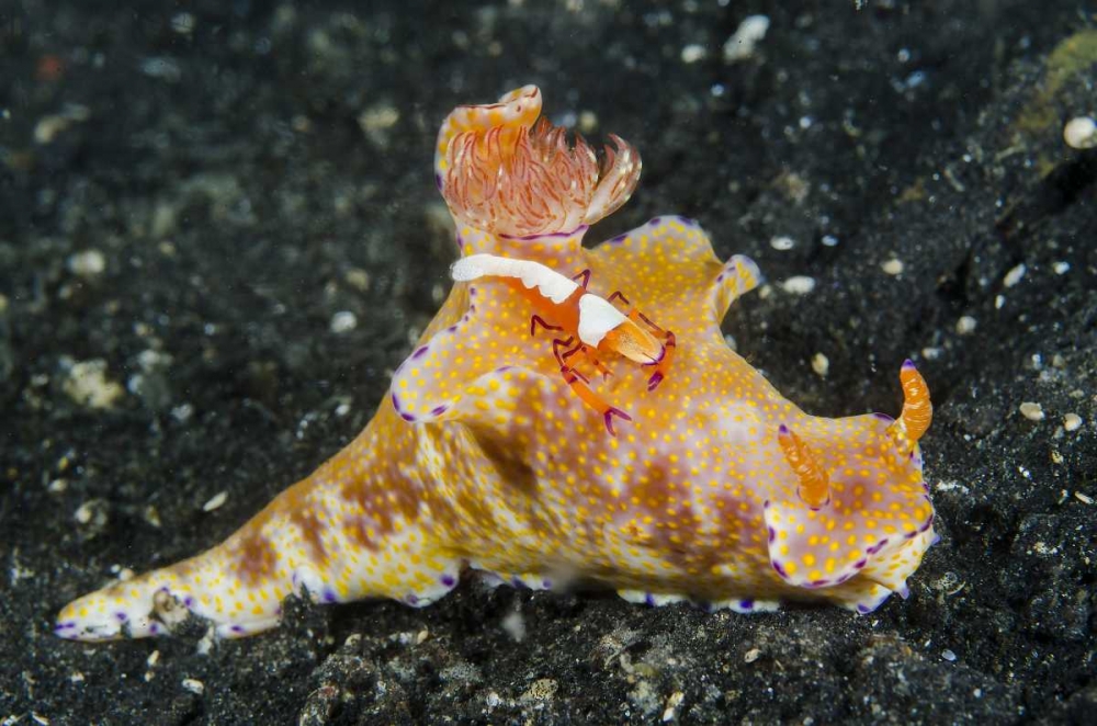 Indonesia, Lembeh Strait Shrimp on nudibranch art print by Jones Shimlock for $57.95 CAD