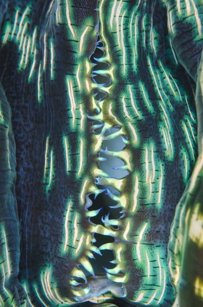 Indonesia, Papua, Cenderawasih Bay Clam shell art print by Jones Shimlock for $57.95 CAD