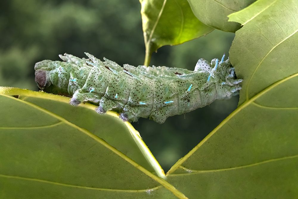 Indonesia-Bali Atlas moth caterpillar eating leaf art print by Jaynes Gallery for $57.95 CAD