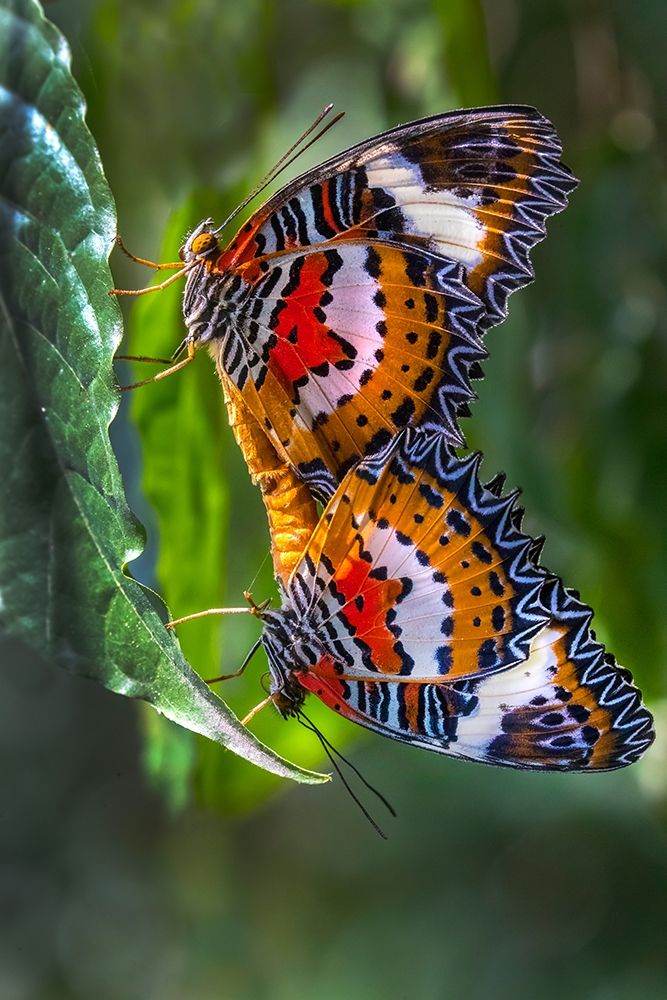 Indonesia-Bali Malay lacewing butterflies mating on leaf art print by Jaynes Gallery for $57.95 CAD