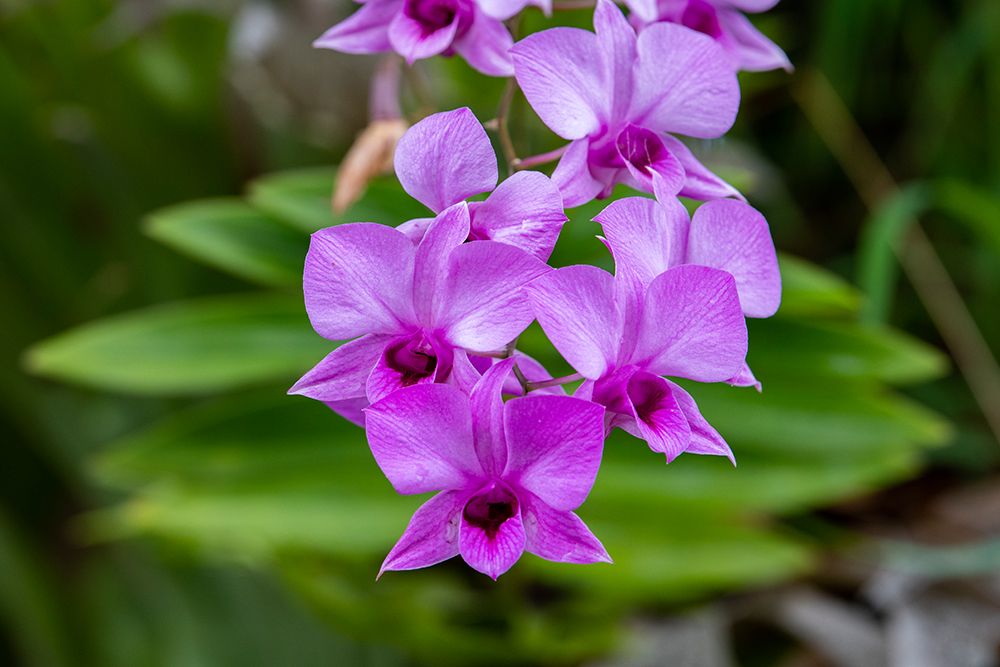 Indonesia-Bali. Orchid detail. art print by Cindy Miller Hopkins for $57.95 CAD