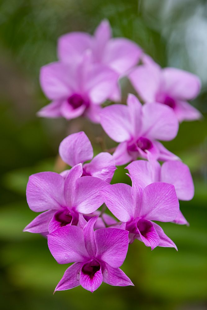 Indonesia-Bali. Orchid detail. art print by Cindy Miller Hopkins for $57.95 CAD