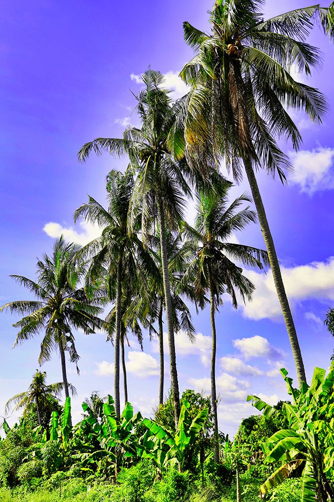 Palm trees along the coastal road-going into the mountains-Bali-Indonesia art print by Greg Johnston for $57.95 CAD