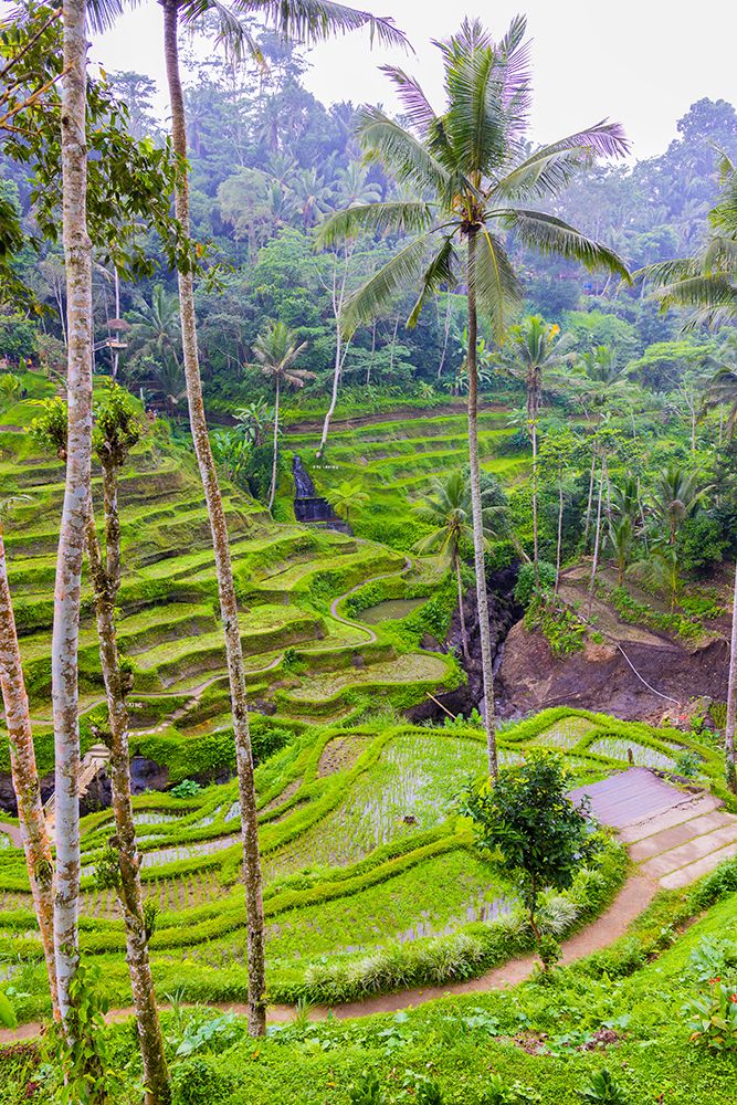 The magnificent Tegallalang Rice Terraces viewed from above in a forest of palm trees art print by Greg Johnston for $57.95 CAD