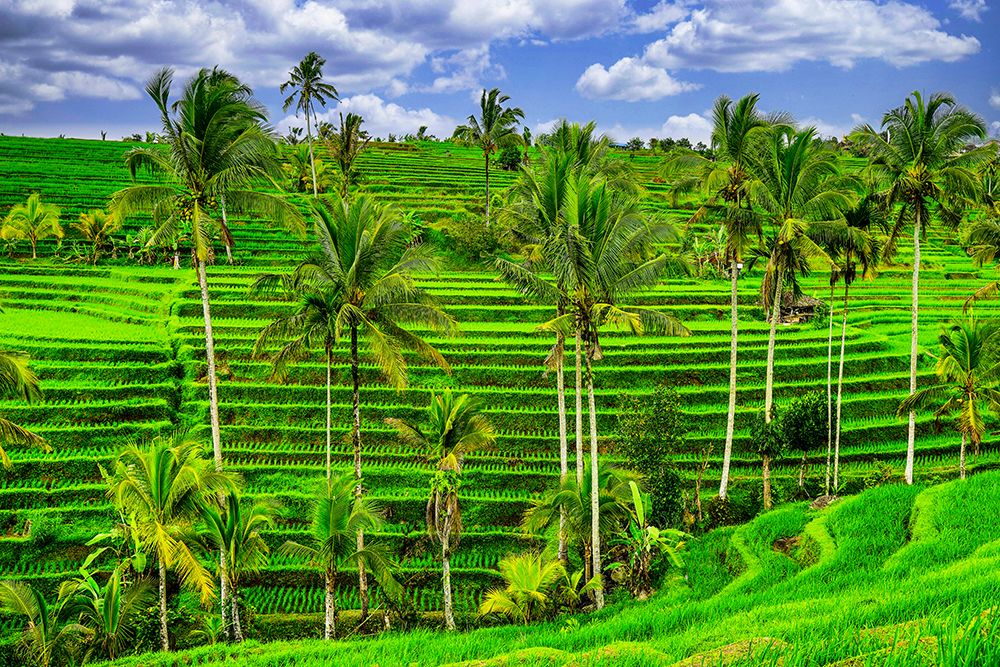 Jatiluwih rice terrace-a popular tourist experience near the center of Bali close to Ubud art print by Greg Johnston for $57.95 CAD