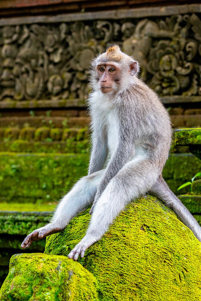 Macaque Monkey in Monkey Forest-Ubud-Bali-Indonesia art print by Greg Johnston for $57.95 CAD