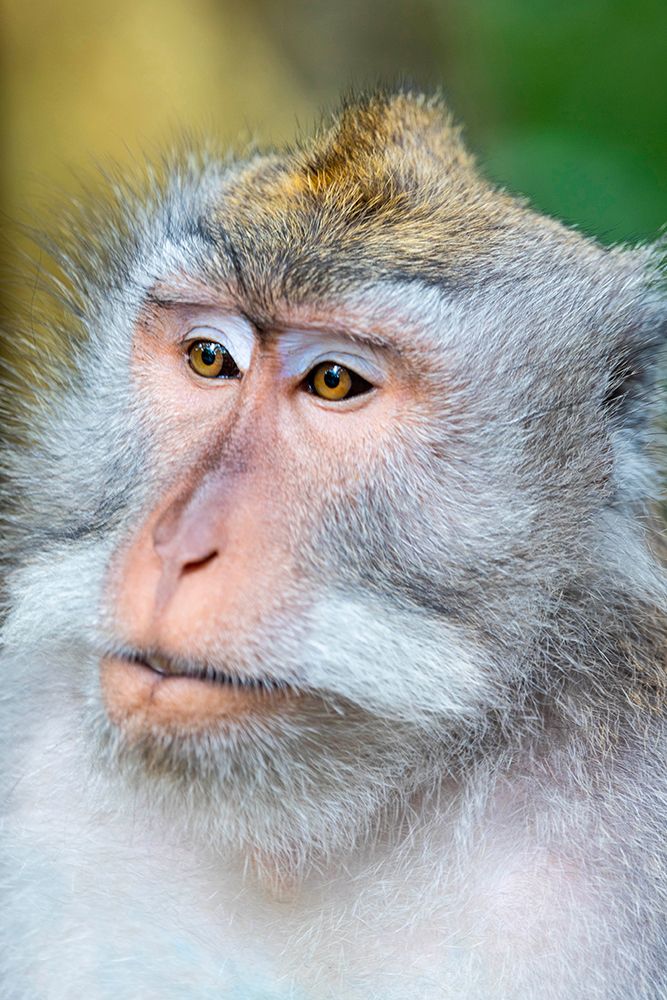 Macaque Monkey in Monkey Forest-Ubud-Bali-Indonesia art print by Greg Johnston for $57.95 CAD