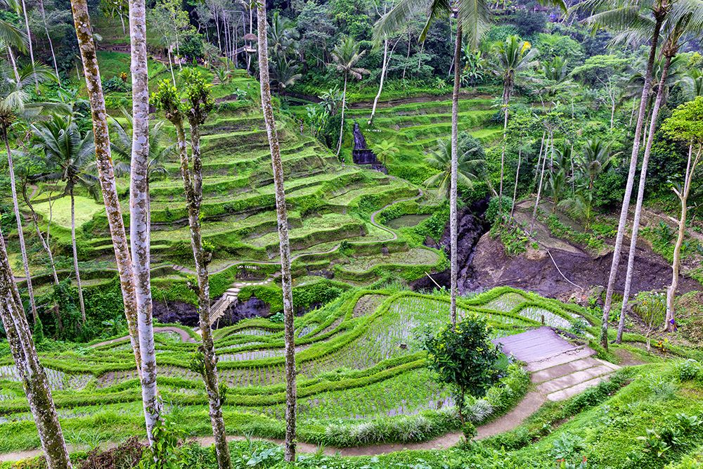 The center of the island of Bali is Ubud with the magical rice terraces art print by Greg Johnston for $57.95 CAD