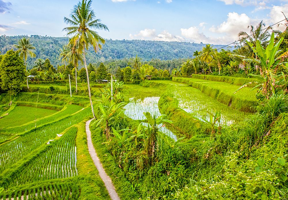 Bali, Indonesia.Lush, green, rice paddies and scenic tropical terraced countryside. art print by Murray McCallum for $57.95 CAD