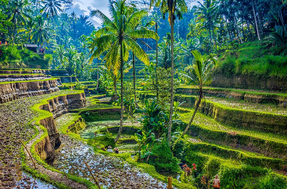 Bali, Indonesia. Farmers maintaining rice terraces and irrigation canals. art print by Murray McCallum for $57.95 CAD