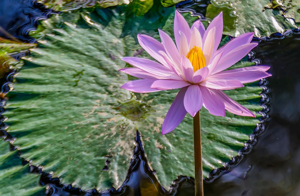 Bali, Indonesia, Close-up portrait of mauve water lily, growing in a pool in a temple complex. art print by Murray McCallum for $57.95 CAD