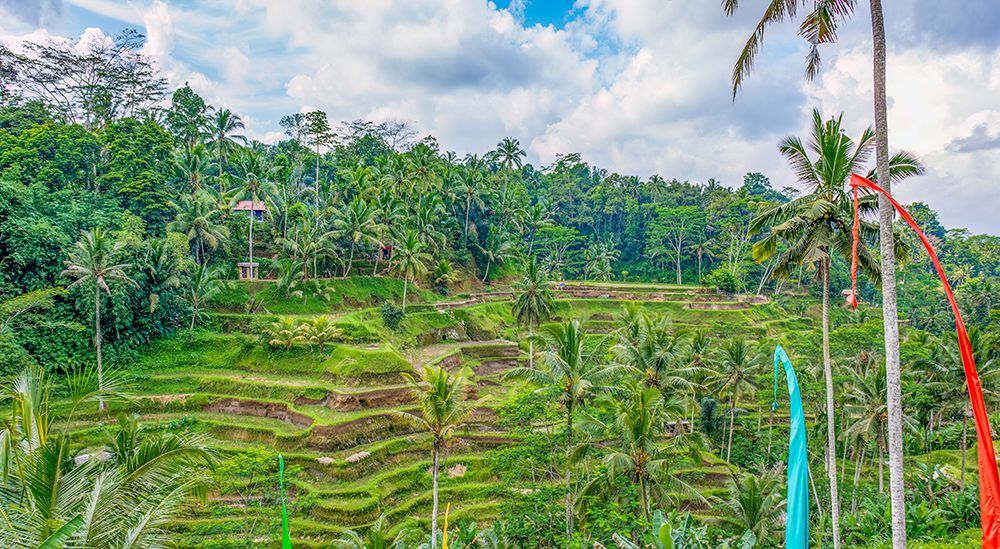 Bali, Indonesia. Umbul-Umbul, tail of the dragon. Buddhist flags flying over rice terrace and palms art print by Murray McCallum for $57.95 CAD