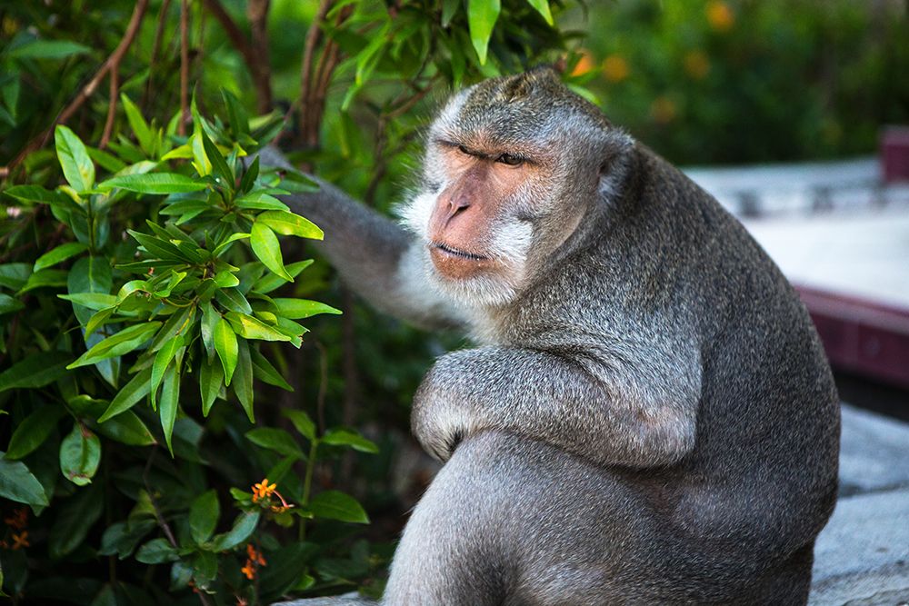 Kuta Selatan-Bali-Indonesia. A monkey sits watching in Uluwatu. art print by Micah Wright for $57.95 CAD