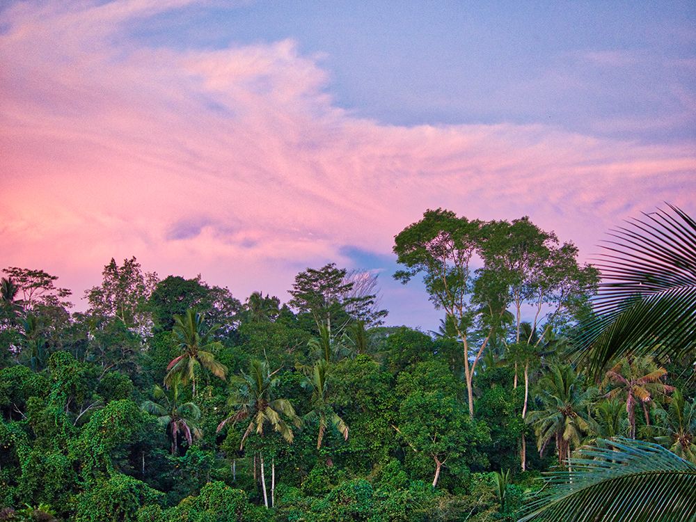 Indonesia-Bali-Ubud-Sunrise in the rainforest art print by Terry Eggers for $57.95 CAD