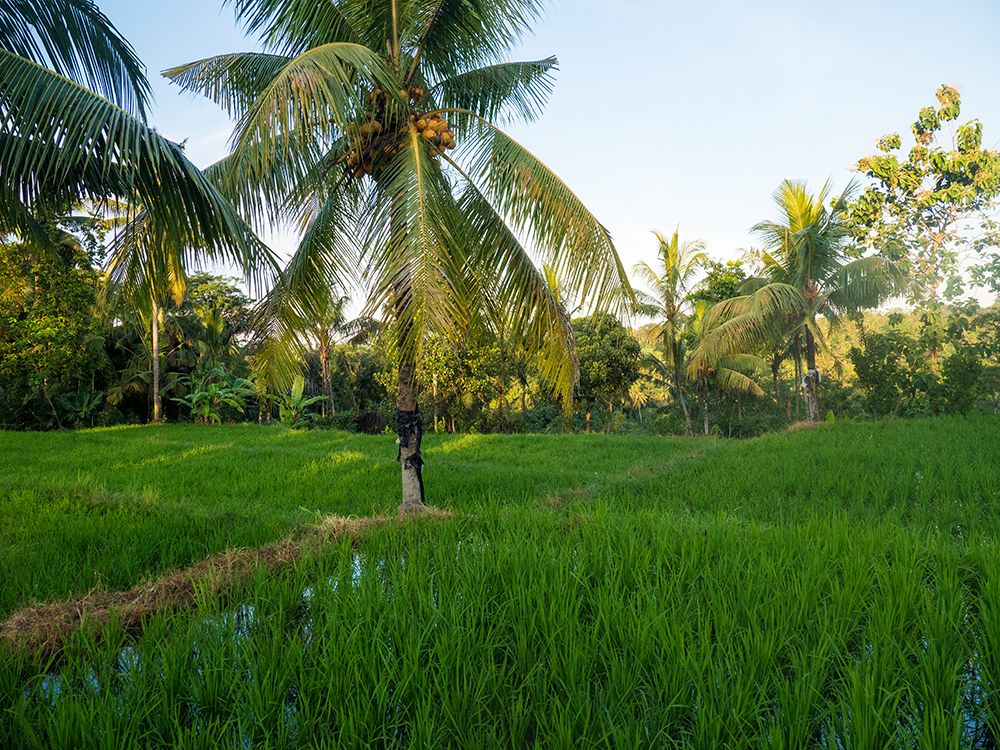 Indonesia-Bali-Ubud-Rice fields and palm trees art print by Terry Eggers for $57.95 CAD